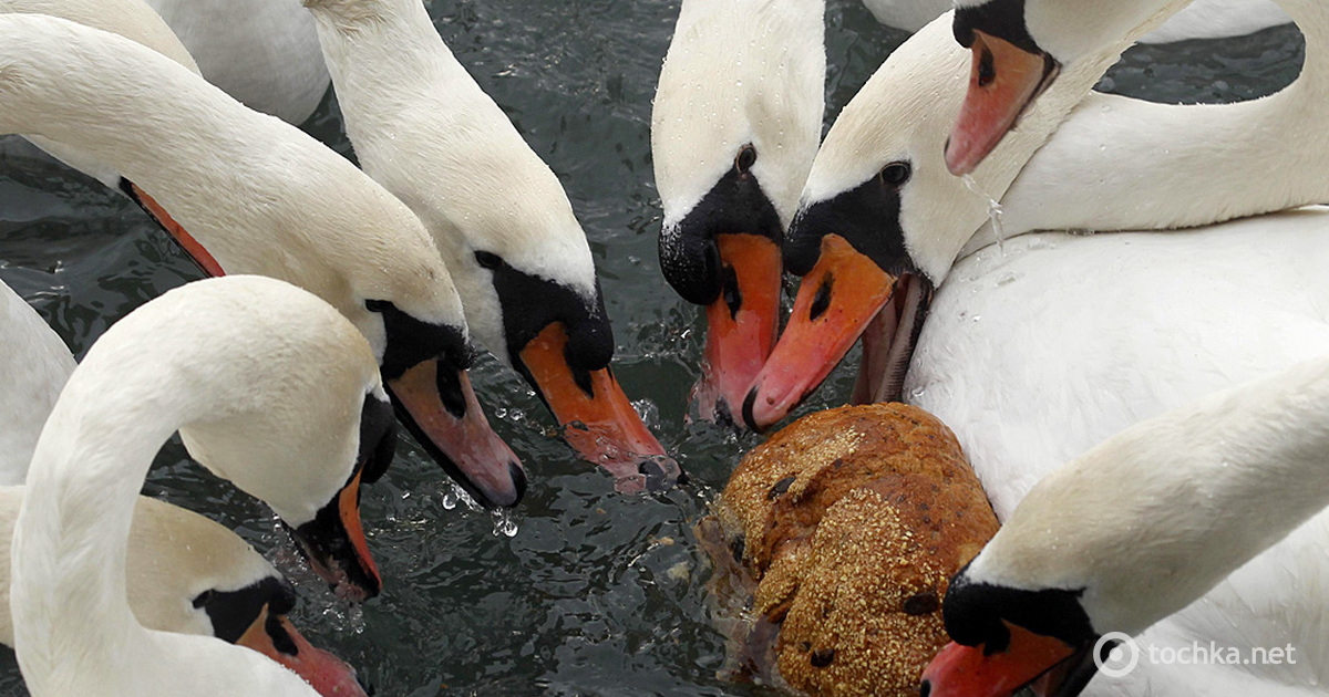 Можно кормить лебедей хлебом. Чем кормить лебедей. Чем можно накормить лебедей. Хлеб можно давать лебедям. Почему нельзя кормить лебедей хлебом.