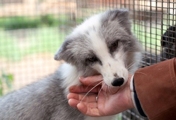 Самые милые домашние лисички