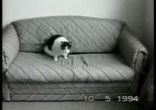 funny cats
