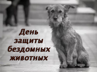 День защиты бездомных животных