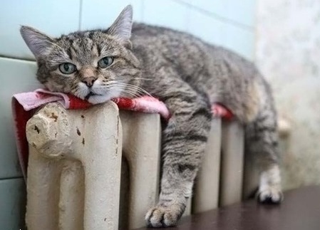 Говорите с кошками!