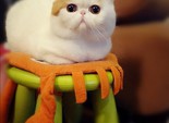 Кот Снупи Кот Снупи