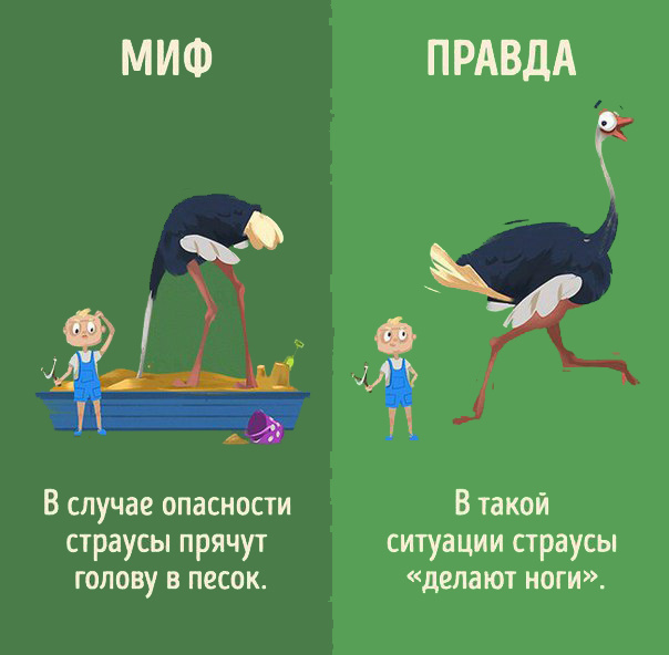 Интересно знать! Мифы и реальность