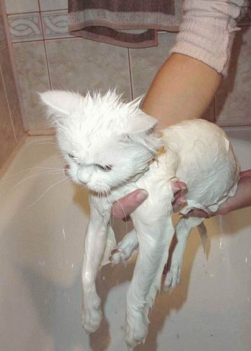 Мокрые кошки