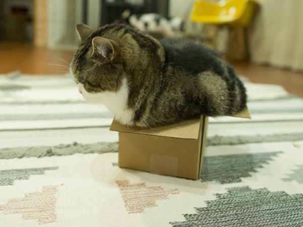 В доме, где есть кот, коробки никогда не будут пустовать