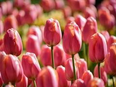 «Вокруг света»: В Киеве открывается ежегодная  выставка тюльпанов