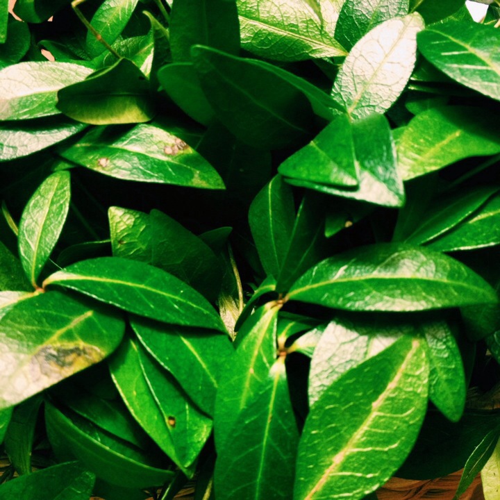 Рестораны Львова: Green