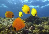 Подводный мир Красного моря