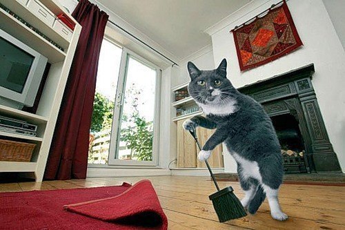 Пусть каждого дома ждет идеальный кот