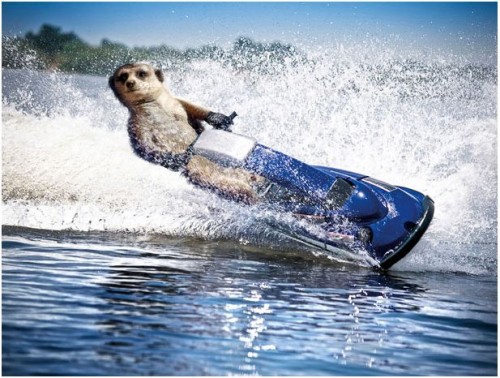 Спортивные миркаты-няшки