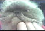 Котик - матерщинник