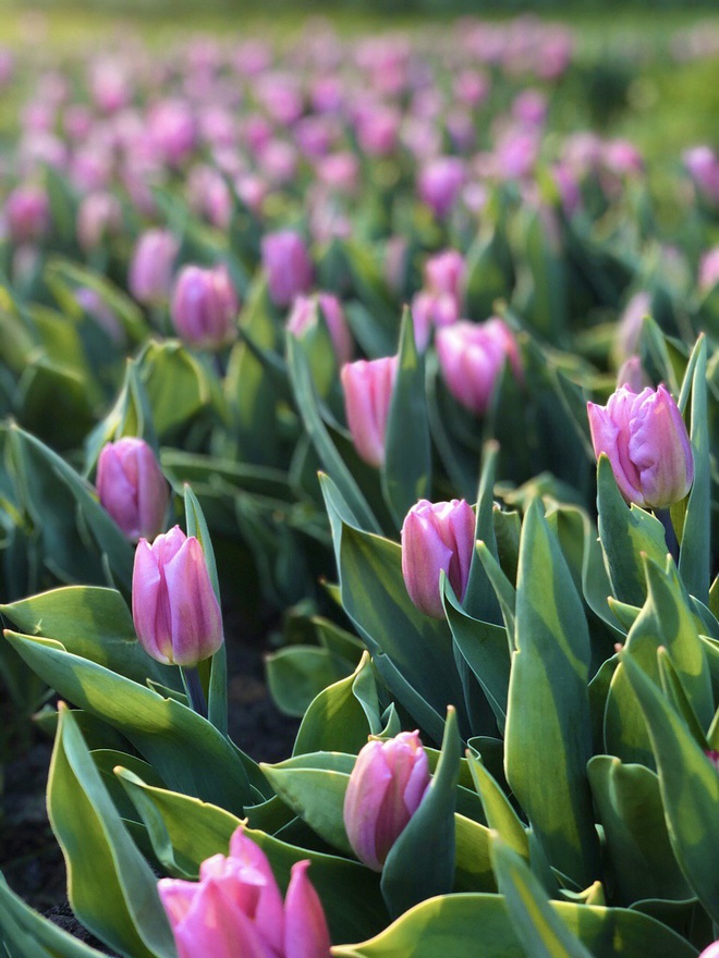 Певческое поле приглашает посетить популярную ежегодную выставку тюльпанов онлайн