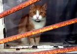 Грустный кот умоляет хозяина остаться