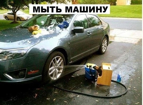 Что может делать морская свинка. Прикол