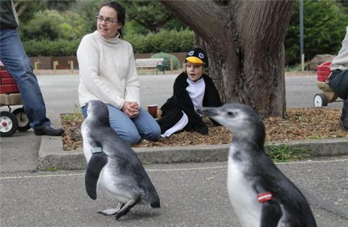 Выходки животных