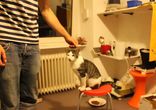 Котик дает "пять"