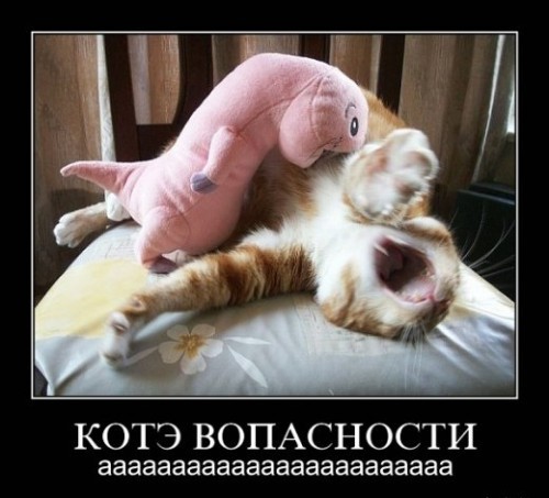 Демотиваторы про котэ