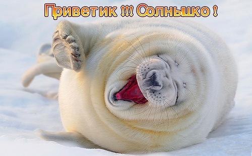 Приветик, солнышко!