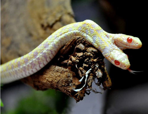 Топ зверушек