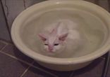 Кошка обожает принимать горячие ванны