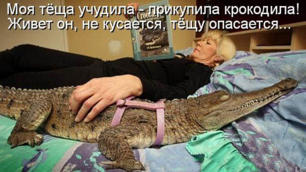 ТОП лучших котоматриц