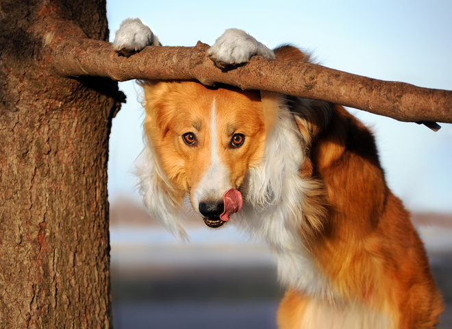 Вірші про собаку