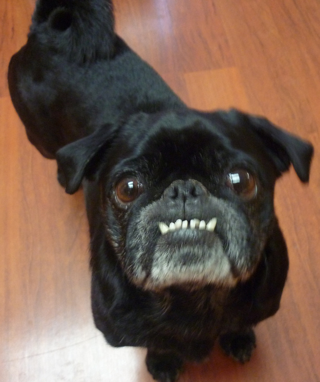 Собаки - зубаки