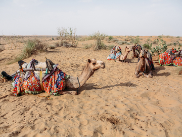 Чому не варто кататися на верблюді в Єгипті: досвід ведучих тревел-шоу