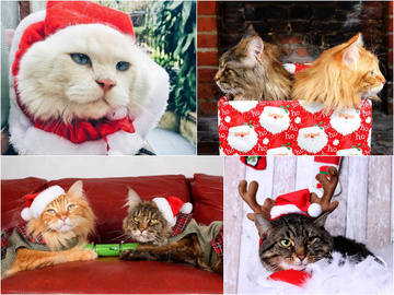 #ChristmasCatsOfInstagram: різдвяні котики - новий тренд соціальної мережі