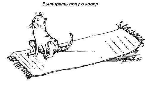 Что обожают делать коты