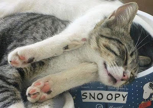 Смешные позы спящих котов