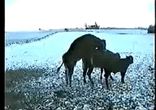 упал