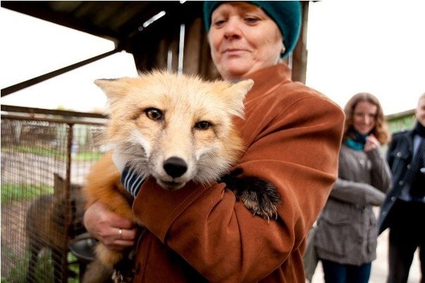 Самые милые домашние лисички