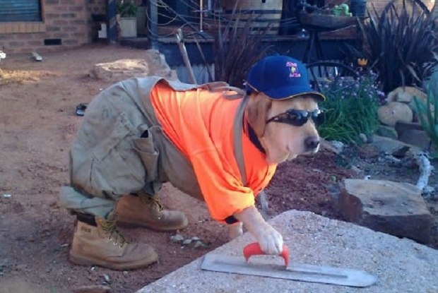 Собаки - строители