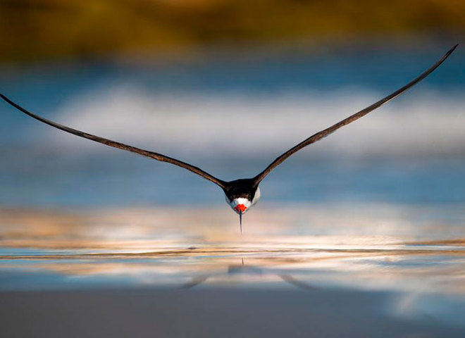 Bird Photographer Of The Year 2019
