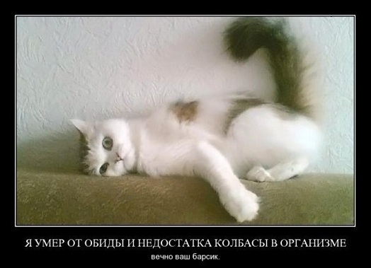 Демотиваторы про котов