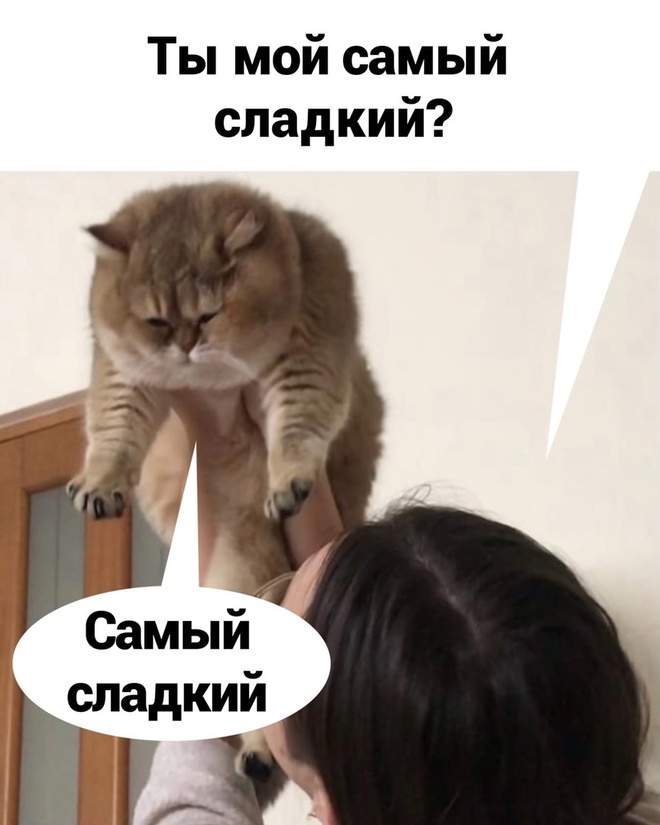 Самый хороший котик