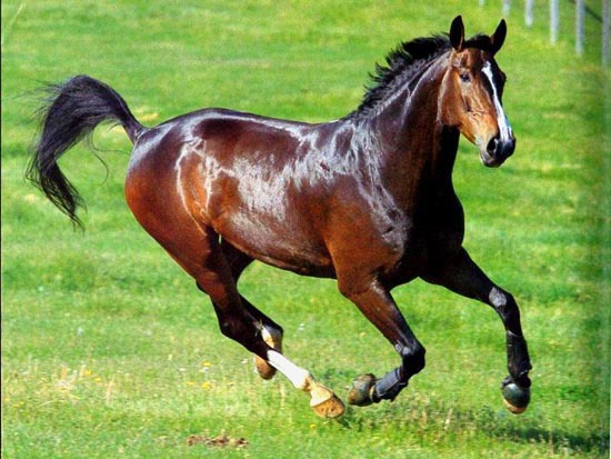 Обладенно красивые лошади