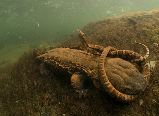 Wildlife Photographer of the Year 2018