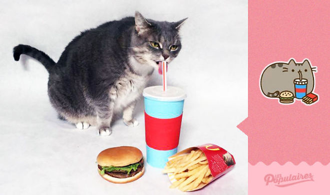 Новая звезда Интернета. Кот Jackie похож на Pusheen the Cat