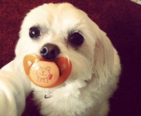 Самые очаровательные воришки