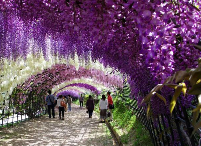 Туннель из цветов Японии: путешествие в сказку