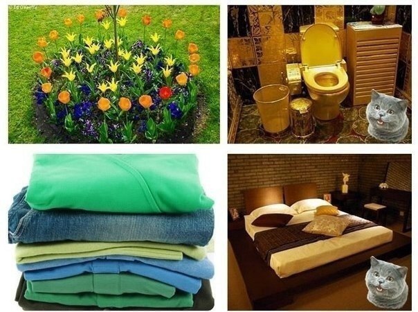 Кот & человек