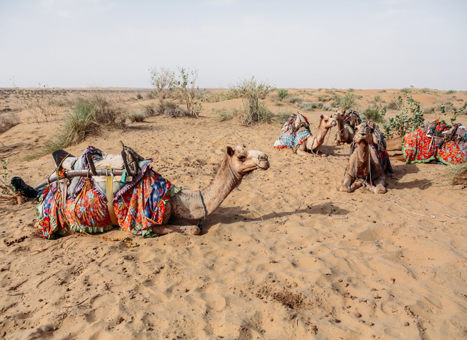Почему не стоит кататься на верблюде в Египте: опыт ведущих тревел-шоу