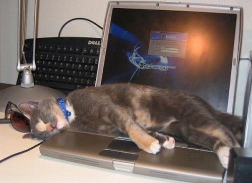 Вездесущие коты