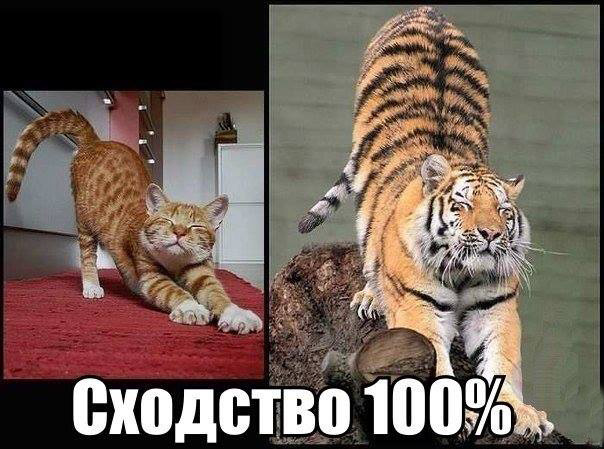 Каждый котэ - это маленький Тигра