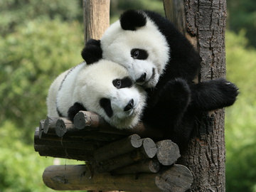 Панды из гонконгского зоопарка не спаривались 10 лет, стоило людям уйти на карантин — все получилось