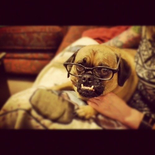 Собаки - зубаки