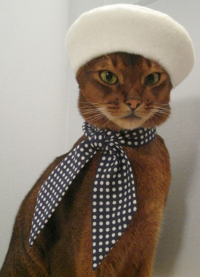 Котики идут на свидание