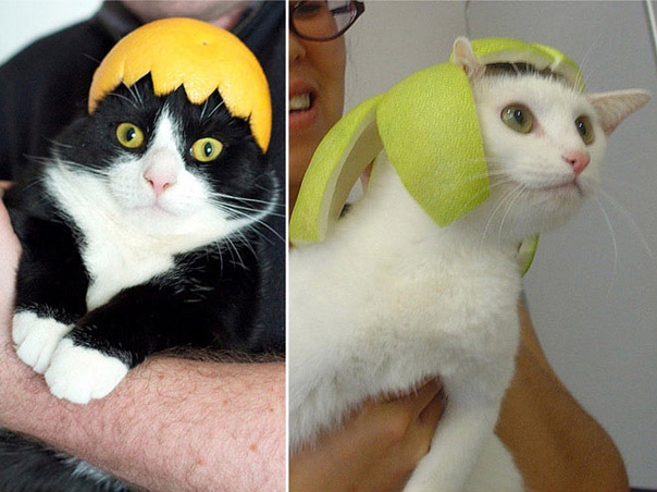 Смешные фото "Котики в шлемах"